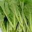 Cải bẹ xanh tươi, an toàn